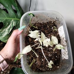 Variegated Macrorrhiza 
