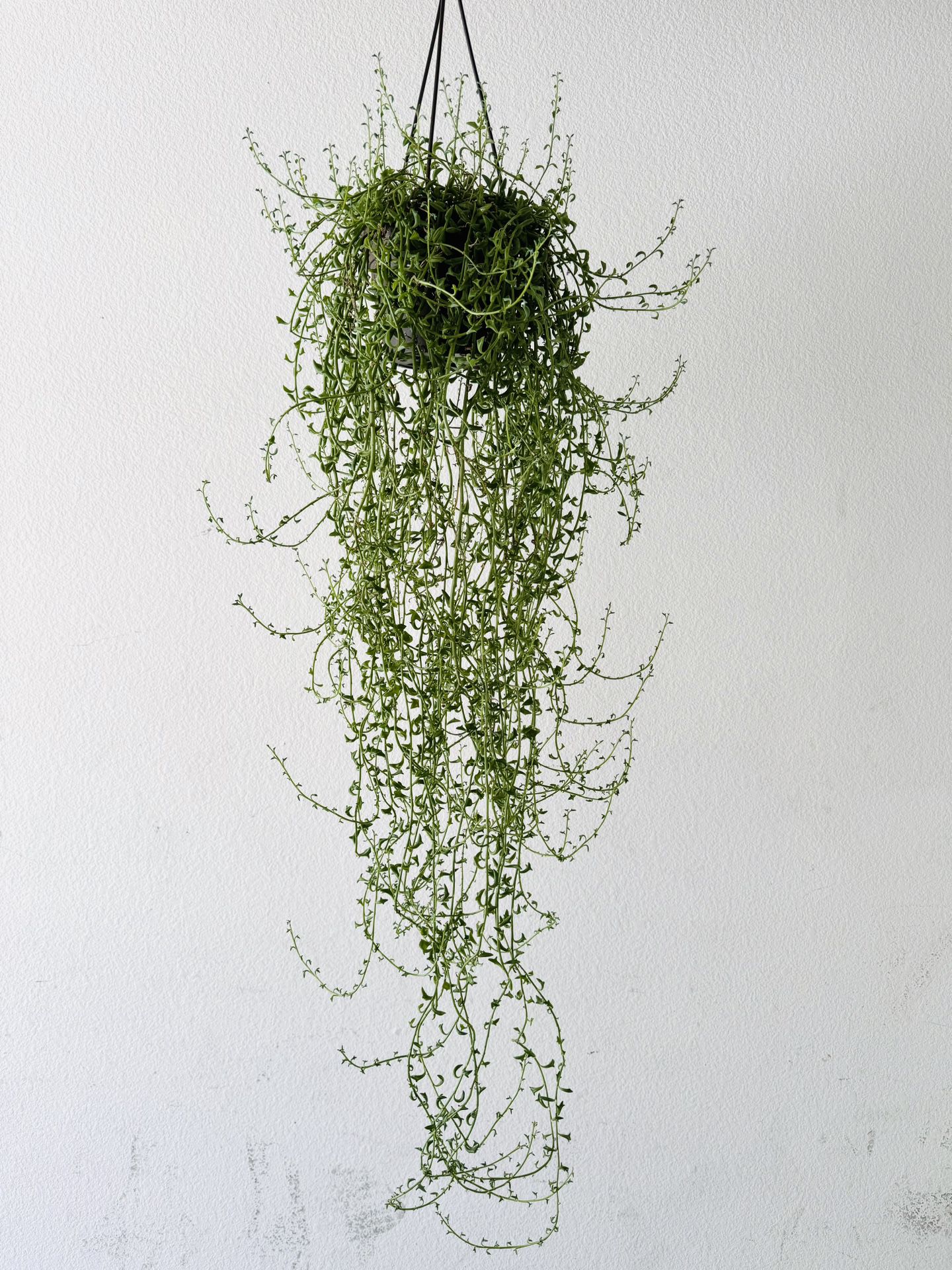 String Of Dolphins Plant Succulent 3.5 feet