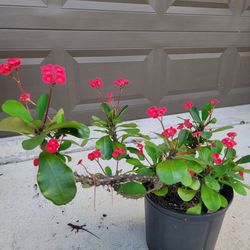Crown Of Thorns Plant