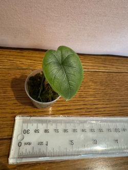 Alocasia melo plant