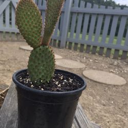 Angel's-wings (Opuntia microdasys) Prickly Pear Cactus Plant - 3.5 inch pot 
