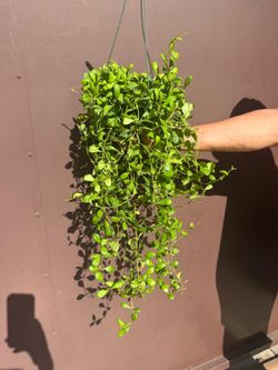 6” hoya heusckeliana XL