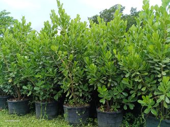 Beautiful tall Clusia privacy hedge plants 25gl $95