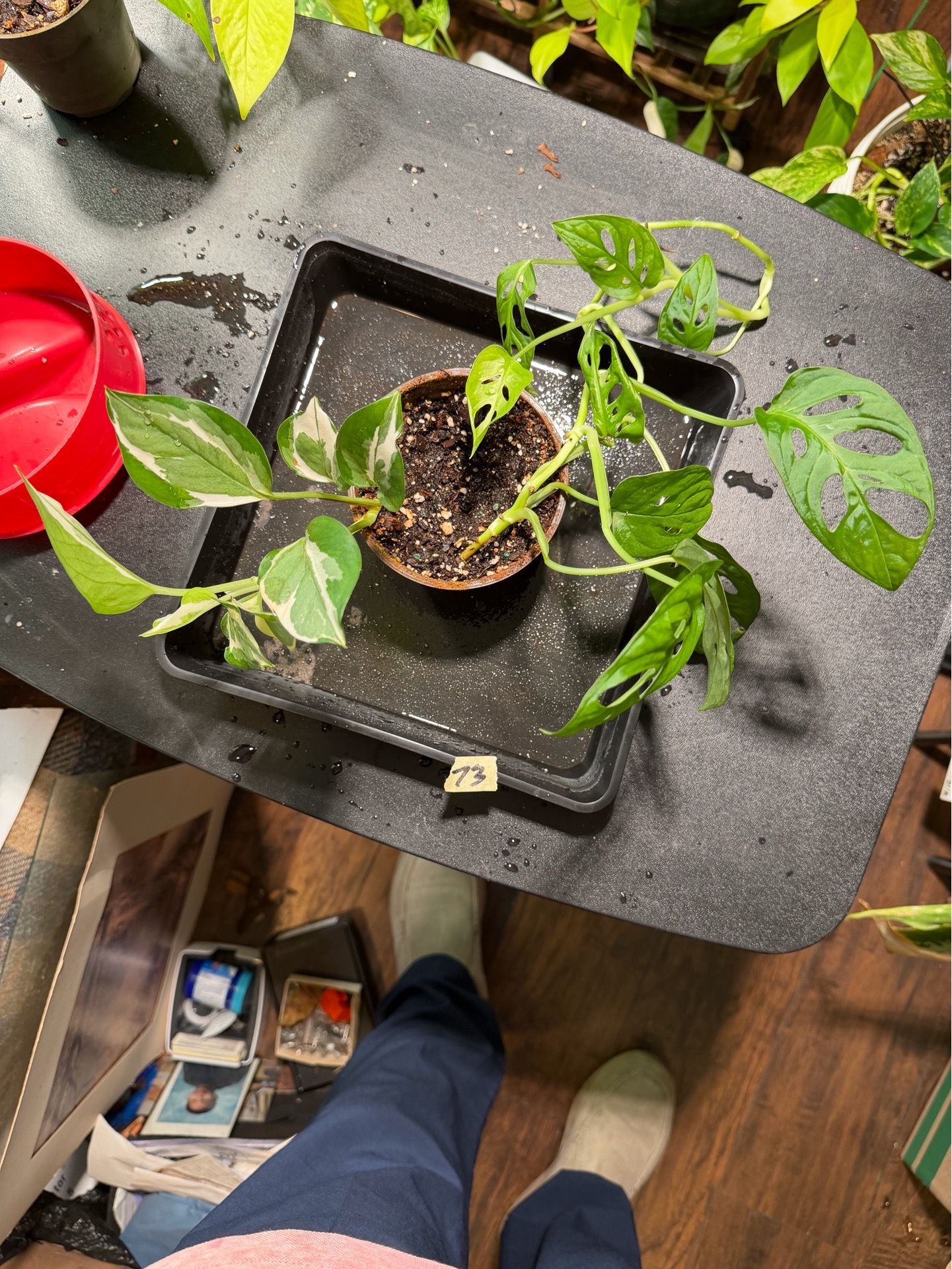 Plant