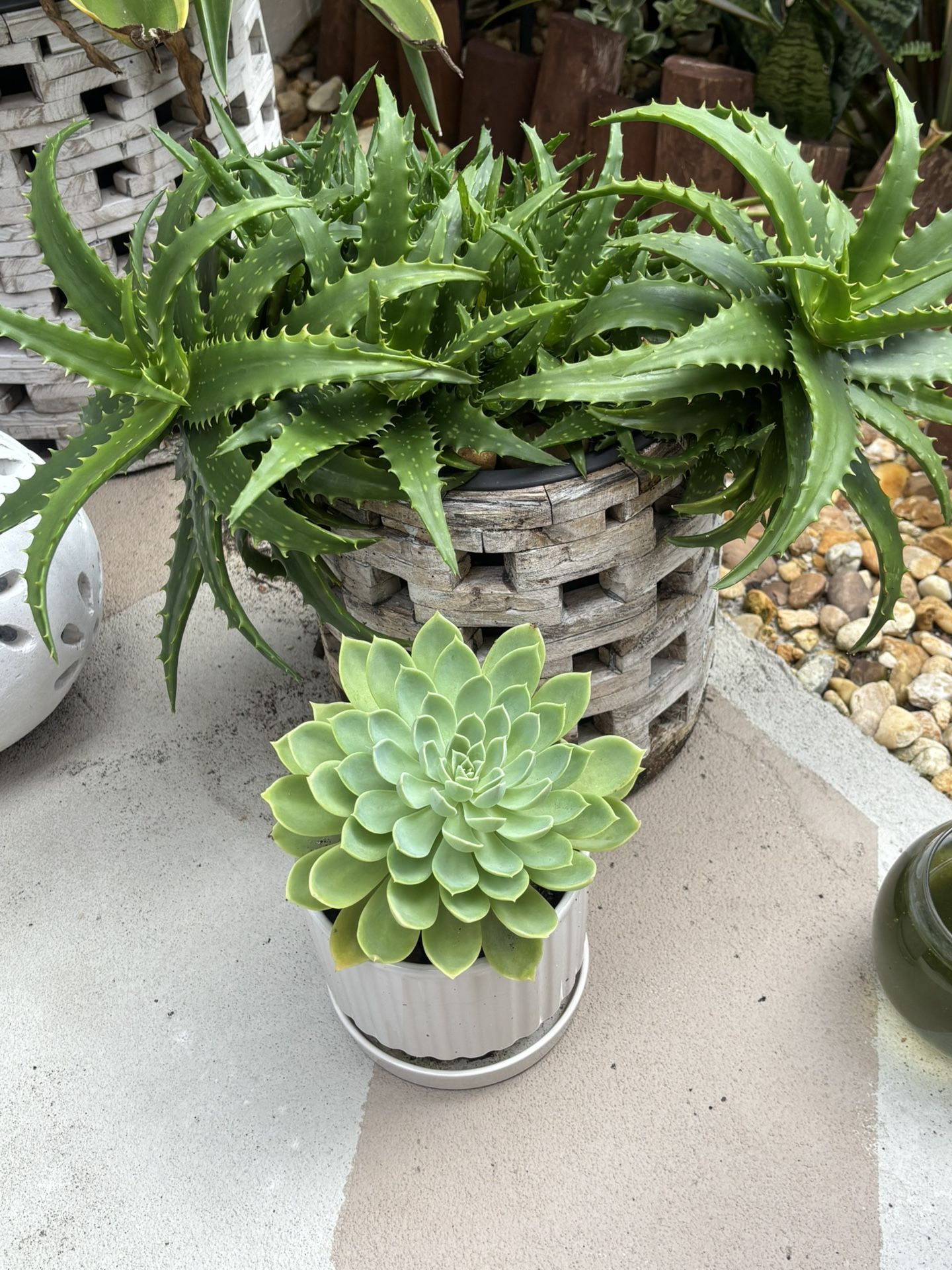 Succulents