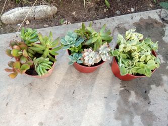 Plant Arrangements Succulents Jade Plants Mentholatum Mint Eucalyptus Smell 