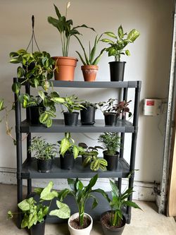 Indoor Houseplants