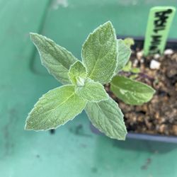 basil mint albahaca menta plant plant yerba buena