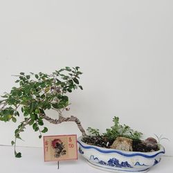 Bonsai Plants 