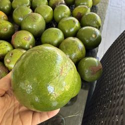 Aguacates 🥑 