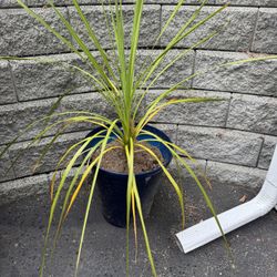Free Plant