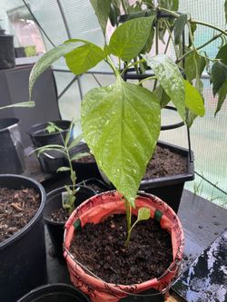 Green Chili