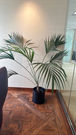 Kentia palm