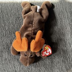 TY Beanie Baby Chocolate the Moose(Rare) With Error, In Mint