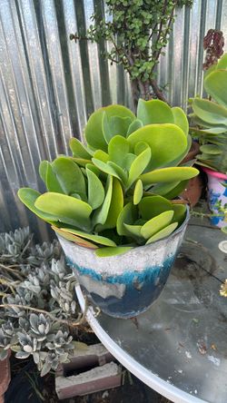 Plant