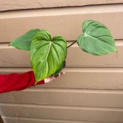 4” philodendron mcdowell 