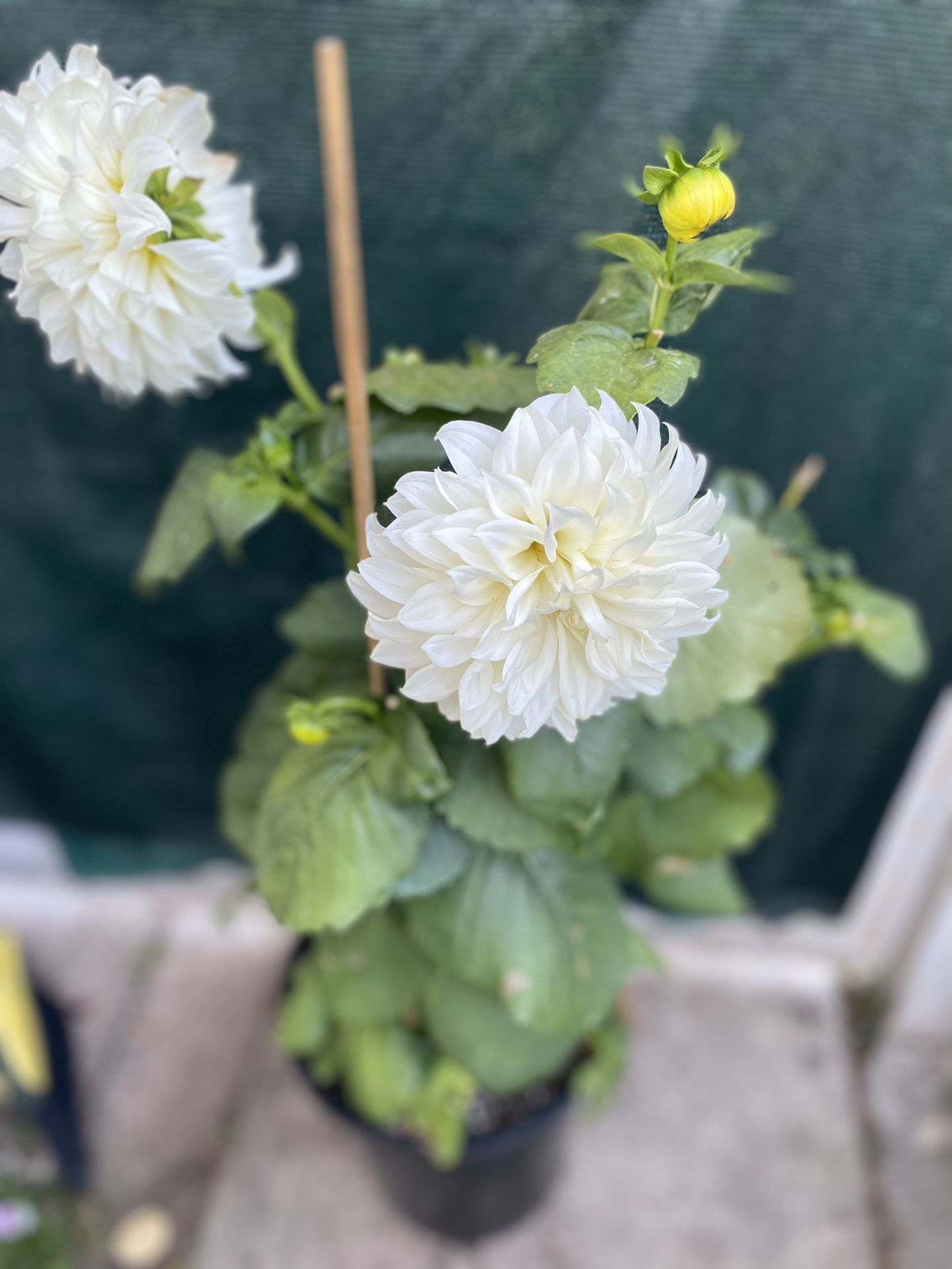 Dhalia Big Flowers Plant, In 5 Gallons Pot Pick Up Only
