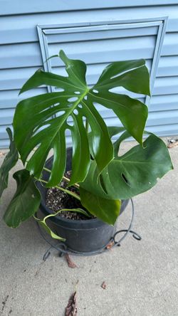 Monstera deliciosa