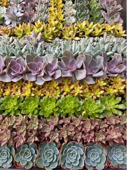 Premium 2 inch Succulents.  $1 each