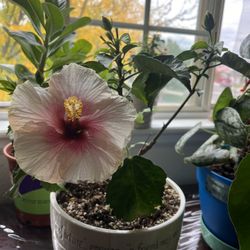 Habiscus Plant