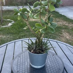 Very Healthy Jade Good Luck Tree In Metal Vase 