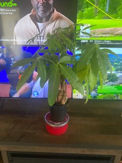 Money plant beautiful healthy