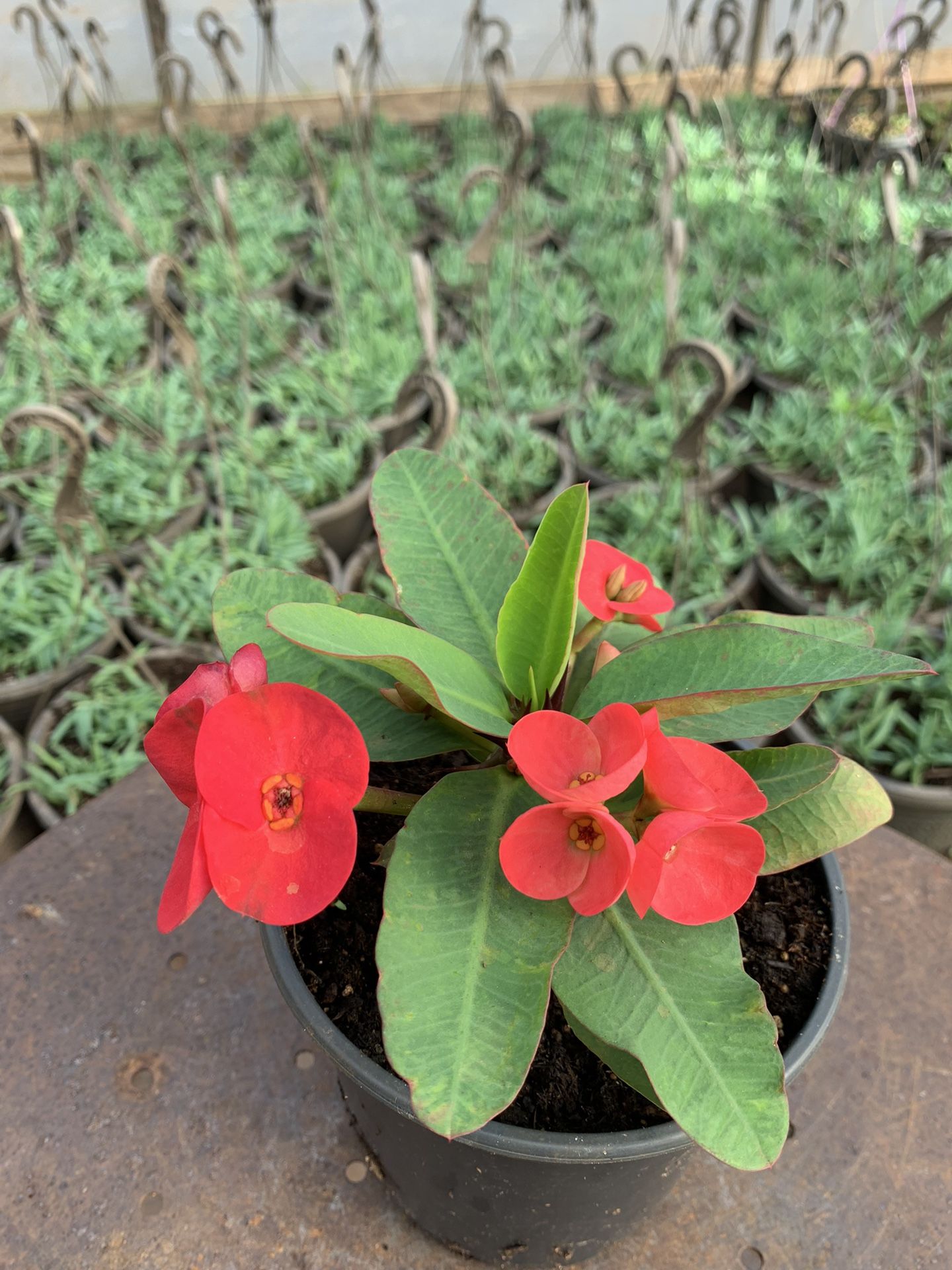 🌿 Crown-of-Thorns Plant (Euphorbia milii) 🌸