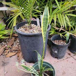 Snake Plant