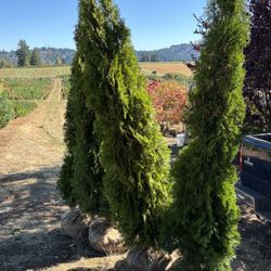 7’-8’ Arborvitae 
