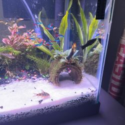 Mollys N Guppies