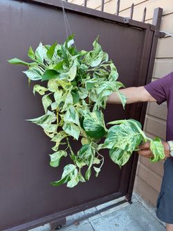 6” xl Pothos ricotta very full