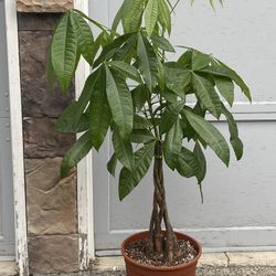 4ft Tall Money Tree Indoor plant for Sale in Federal Way, WA - OfferUp