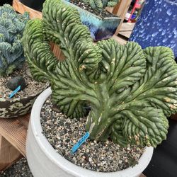 16”” Heavy Ceramic Pot With Crested Cact $250