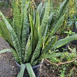 Snake Plant