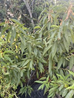 Nectarine Fruit Tree