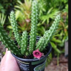 Stapelia flowering cactus No Thorns!
