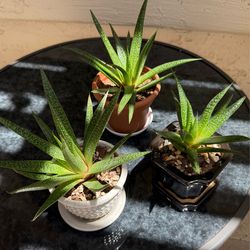Mature Succulent Plants (Haworthia/Aloe). Healthy, 4 Years Old