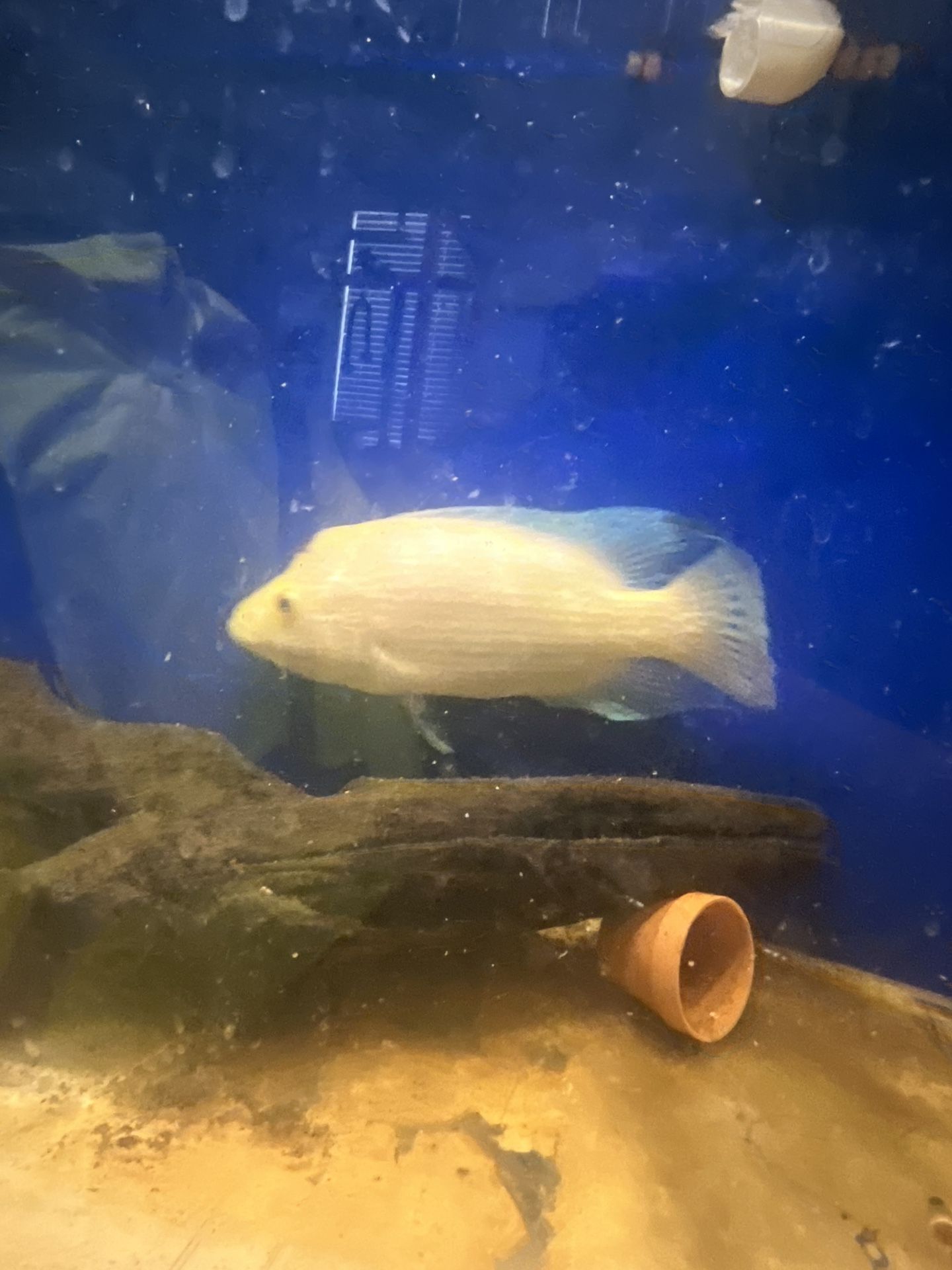 “FISH” Tank Aquarium 