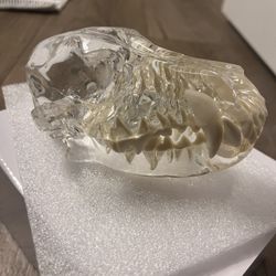 Clear Dog Skull Canine Dental Model