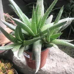 Varios Plants 