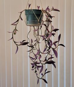 Purple heart-6" Pot with Macrame