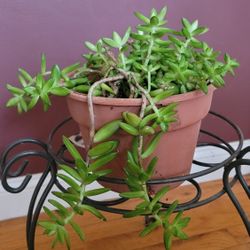 HEALTHY SEDUM SUCCULENT PLANT IN A 9" PLASTIC POT