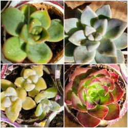 Succulent Cutting 4 For $5
