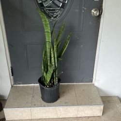 Snake Plant Low Maintenance 