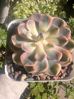 $22 Imported Korean Succulent