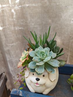 Succulents Arrangements in Animal Pots