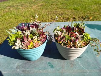 Succulent arrangement