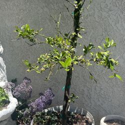 Lemon Trees