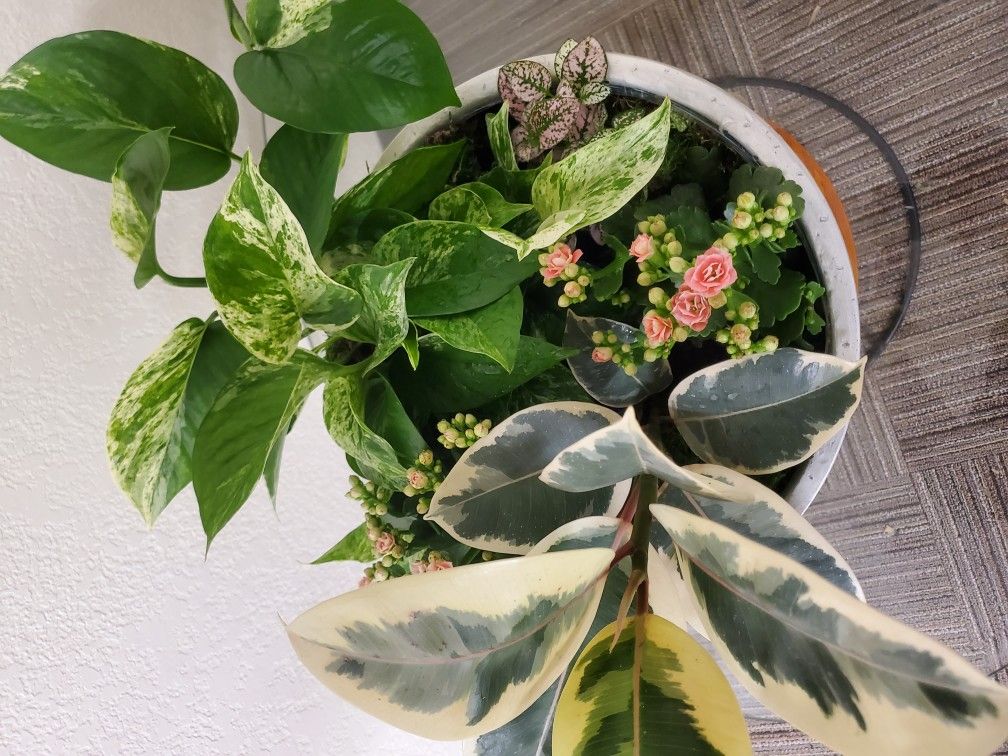 Plant Arrangements