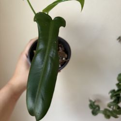Philodendron Jerry Horne Plant 